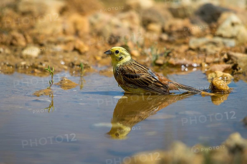 Emberiza Citrinella, Yellowhammer, Yellowhammer, Bath, Bird Bath, Birds, Male, Mirror, Male, Passeri, Songbirds, Reflection, Drinking, Birdbath, Birds, Watering Place