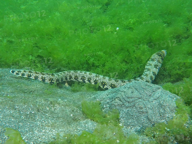 A long moray eel with a camouflage pattern, the star-spotted moray (Echidna nebulosa), lies hidden amongst the green carpet of seaweed on a sandy seabed, at the Secret Bay dive site, Gilimanuk, Bali, Indonesia