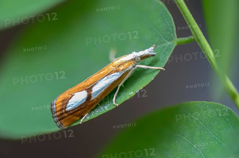 Catoptria pinella, moss moth, pearl grass veneer, dry forest moth, moth, insects, moths, butterflies