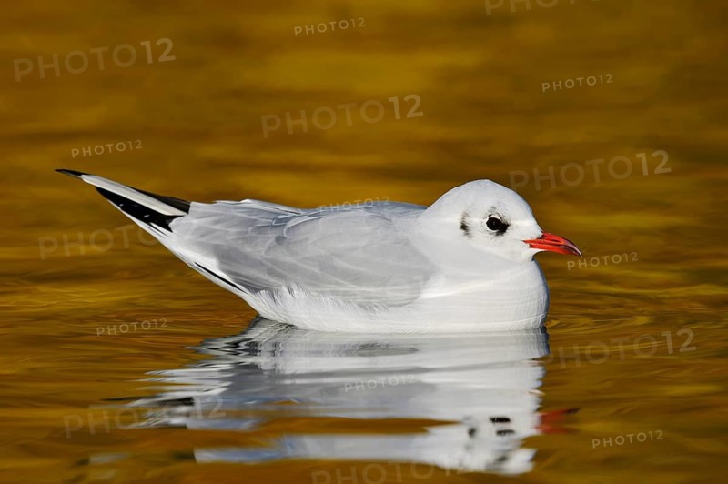 Black-headed gull (Chroicocephalus ridibundus, Larus ridibundus) in winter plumage swimming on a lake, North Rhine-Westphalia, Germany