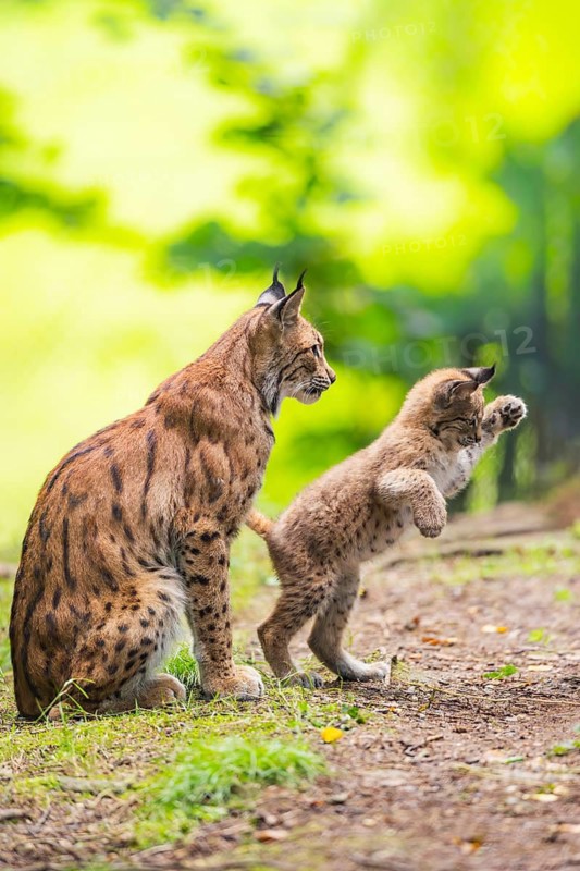 Eurasian lynx (Lynx lynx) mother with her youngster (cub) in a forest, Bavaria, Germany