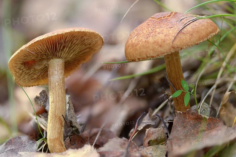Gymnopilus sapineus, velvety-scaly pine flambling, boring gymnopilus, common gymnopilus, fungi, mushrooms, Scaly Rustgill