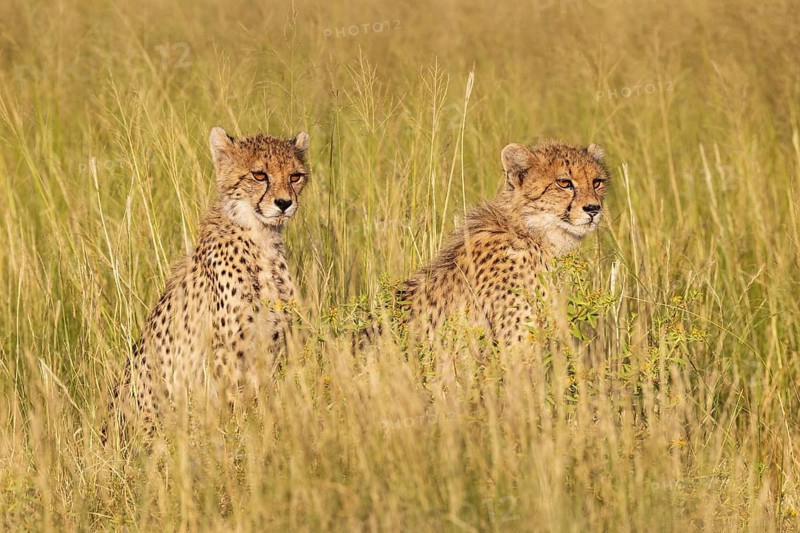 Cheetah (Acinonyx jubatus). Two cubs. Siblings. Kalahari Desert, Kgalagadi Transfrontier Park, South Africa