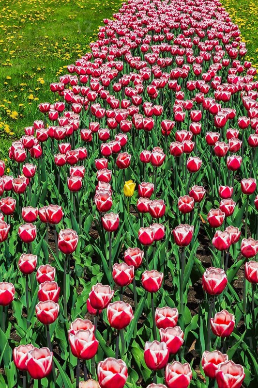 Yellow Tulipa - Tulip flower in bed of red and white 'Canadiana' - Triumph Tulips and yellow Taraxacum officinale - Dandelion flowers in spring, Reception Garden, Montreal Botanical Garden, Quebec, Canada