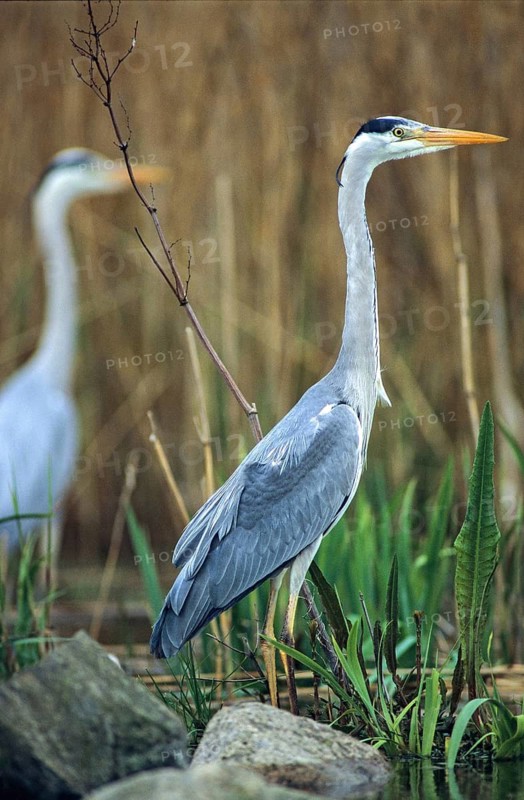 Ardea cinerea, heron, gray heron, adult, birds, ciconiiformes, adult, sexually mature, high size, portrait format, leo, heron, walking birds, waitbirds, birds