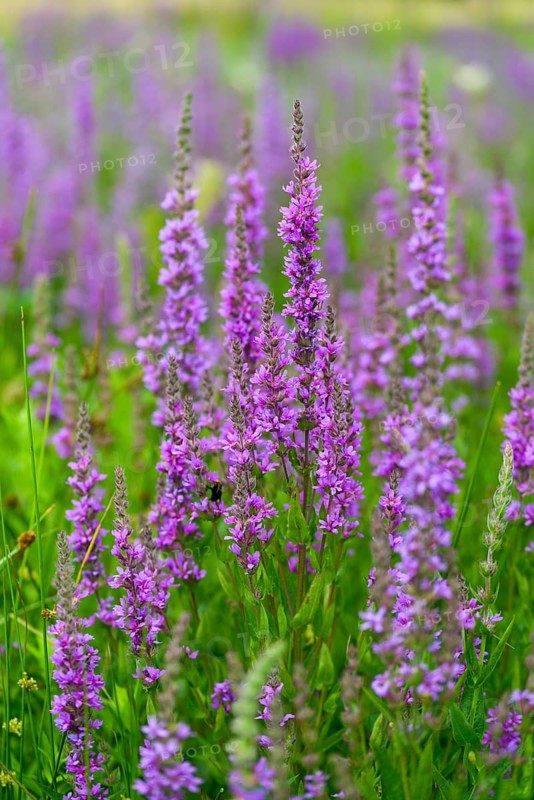 Bloodwillow, Lythraceae, Lythrum salicaria, willow plants, flora, high size, portrait, plants, purple loosestrife, purple lythrum, spiked loosestrife
