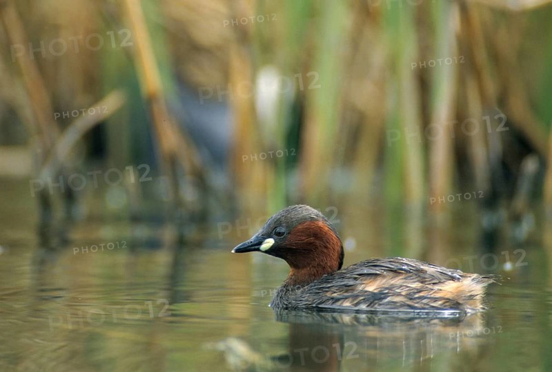 Littele Grebe, Tachybaptus Ruficollis, Little Grebe, Birds, Dabchick, Grebe, Grebe, Podicipedidae, Divers, Birds, Waterbirds