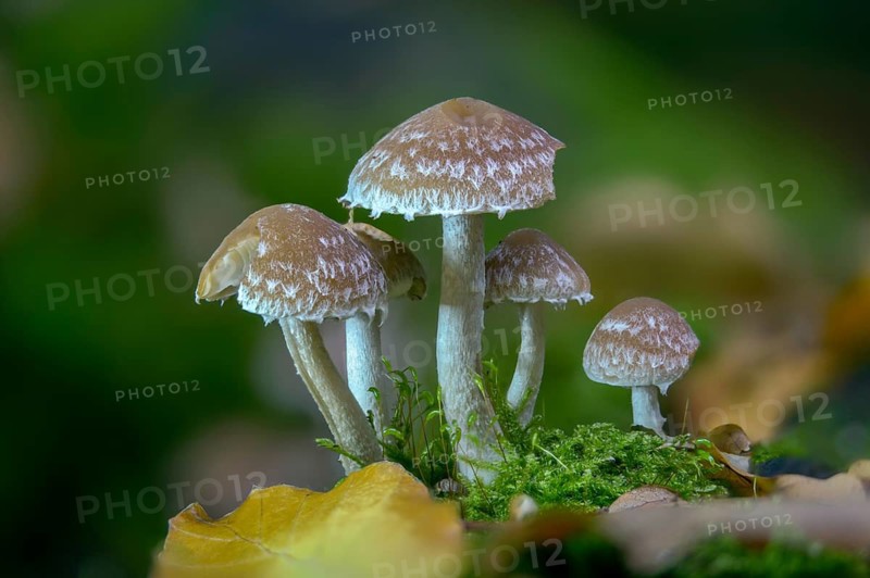 Cluster crumblecap, psathyrella hydrophila, psathyrella piluliformis, white-stemmed stick sponge, watery fiber, watery shortbread, watery mule, fungi, mushrooms