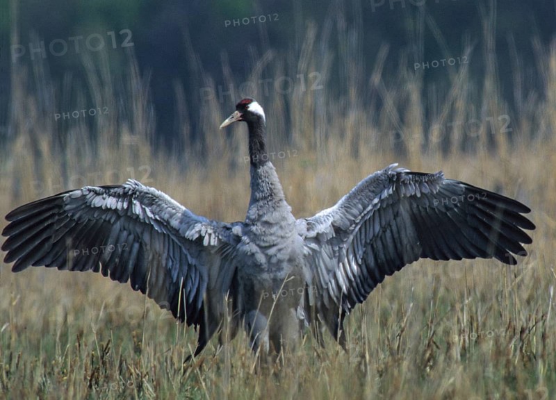 Crane, grus grus, crane, courtship, courtship display, grebe, gruidae, gruiformes, crane birds, leo, waitbirds, birds