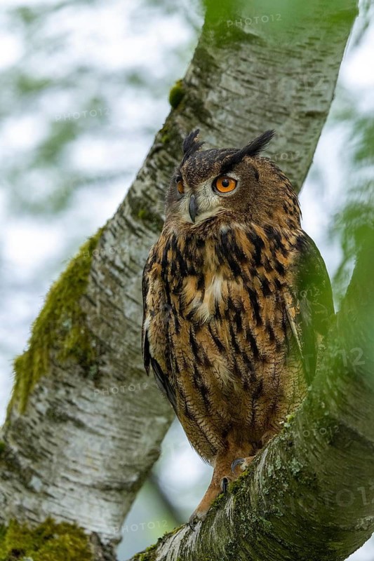 An eagle owl perches quietly on a tree, set against a peaceful woodland scene, an eagle owl (Bubo bubo) sits alertly on a tree trunk at the edge of the forest, in the Bohemian Forest, Czech Republic