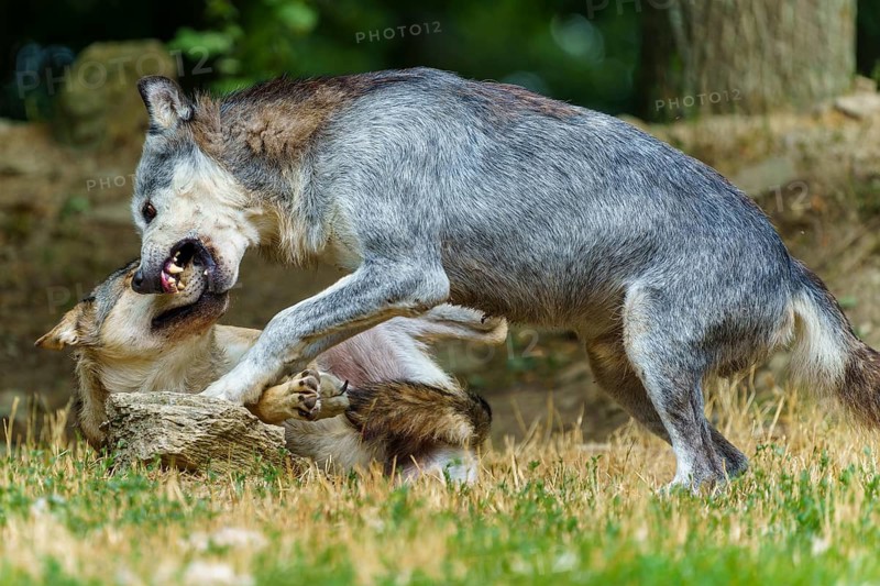 Timberwolf, wolf, American wolf (Canis lupus lycaon), Germany, two wolves engaged in a fierce fight in a natural woodland setting