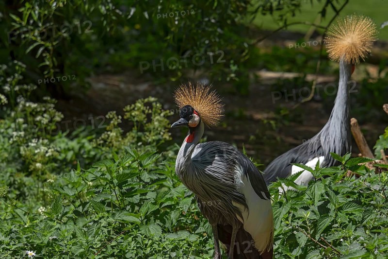 Crowned Cranes (Balearica pavonina), Nuremberg Zoo, Middle Franconia, Bavaria, Germany