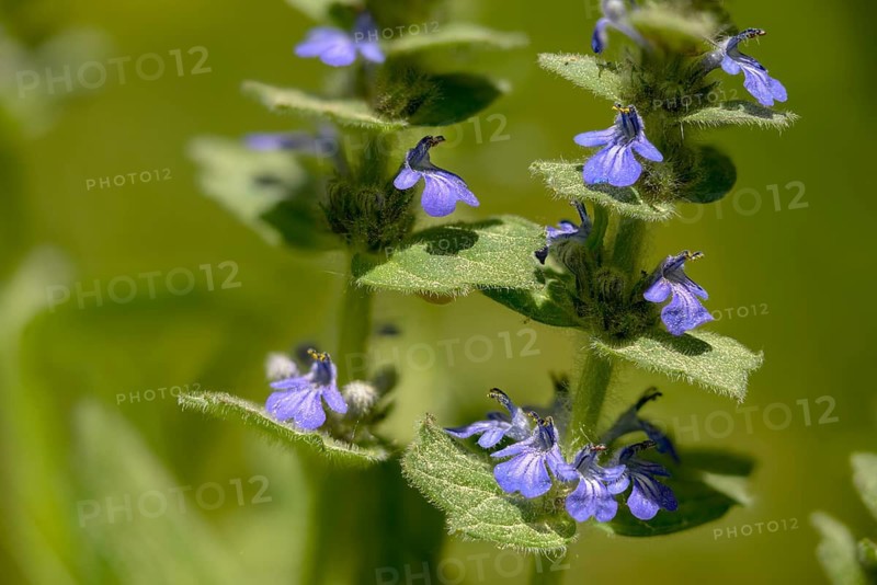 Ajuga Genevensis, Geneva Bugleweed, Geneva Bugleweed, Heather Guensel, Lamiaceae, Lamiaceae, Blue Bugle, Blue Bugleweed, Flora, Plants, Upright Bugle