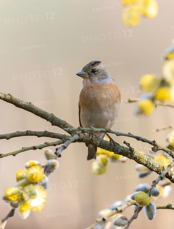 Mountain finch, brambling, fringilla montifringilla, birds, high size, portrait format, passeri, songbirds, birds