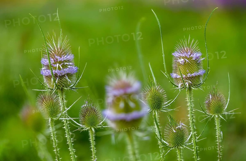 Dipsacaceae, Dipsacus Fullonum, Dipsacus sylvestris, card family, wild card, flora, Fuller's teasel, plants, wild teasel