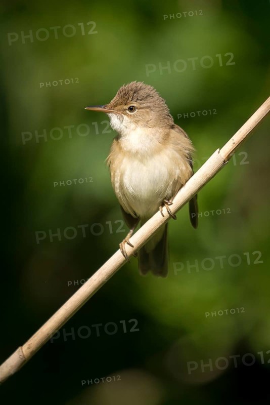Acrocephalus scirpaceus, reed warbler, birds, high size, portrait format, passeri, songbirds, songbirds, birds, warblers