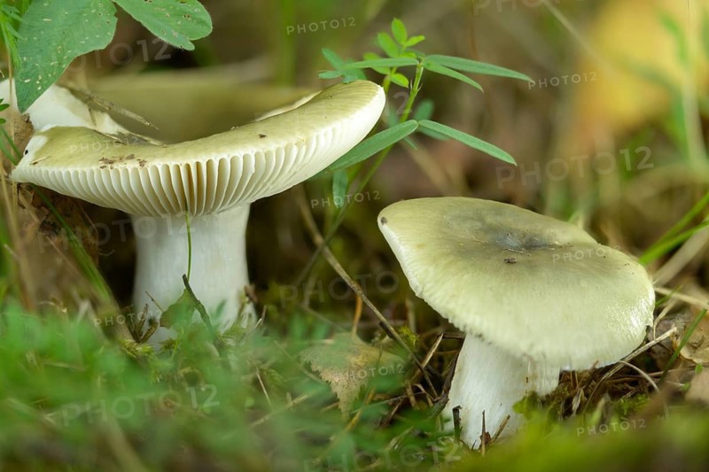 Grass-green Birch Tree, Grass Green Russula, Green Russula, Tacky Green Russula, Fungus, Mushrooms, Russula Aeruginea