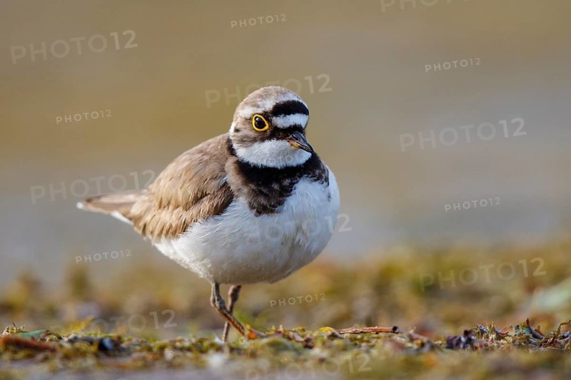 Little Ringed Plover (Charadrius dubius), North Rhine-Westphalia, Germany