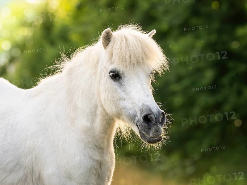 Pony, Shetland pony, mold, gelding, portrait, in the pasture, in the evening