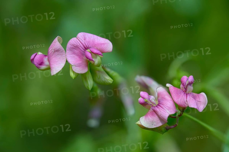 Lathyrus sylvestris, narrow-leaved everlasting-pea, Norfolk everlasting-pea, wild pea, flora, plants