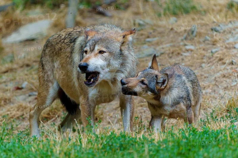 Timberwolf, wolf, American wolf (Canis lupus lycaon), Germany: A wolf interacts with a cub, displaying familial affection in a natural setting