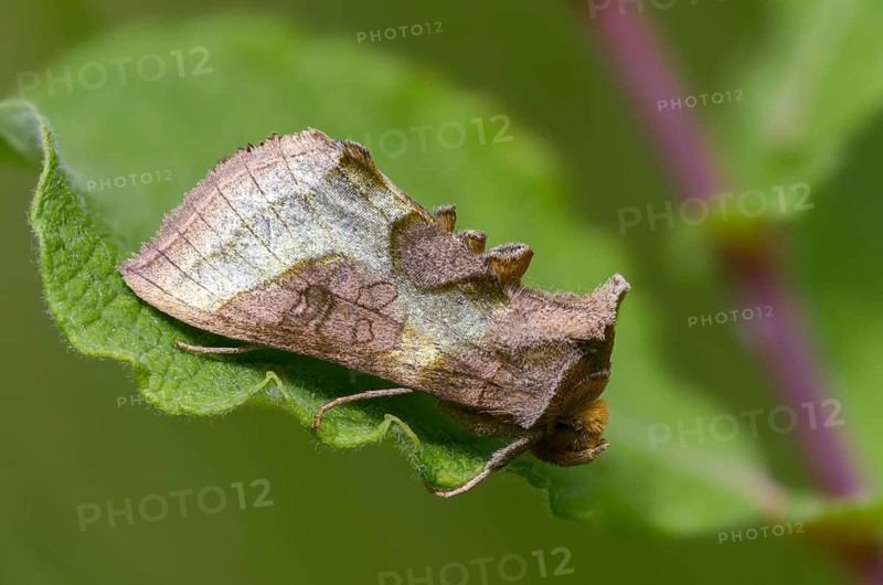 Diachrysia chrysitis, brass owl, burnished brass, insects, moths, moths, butterflies