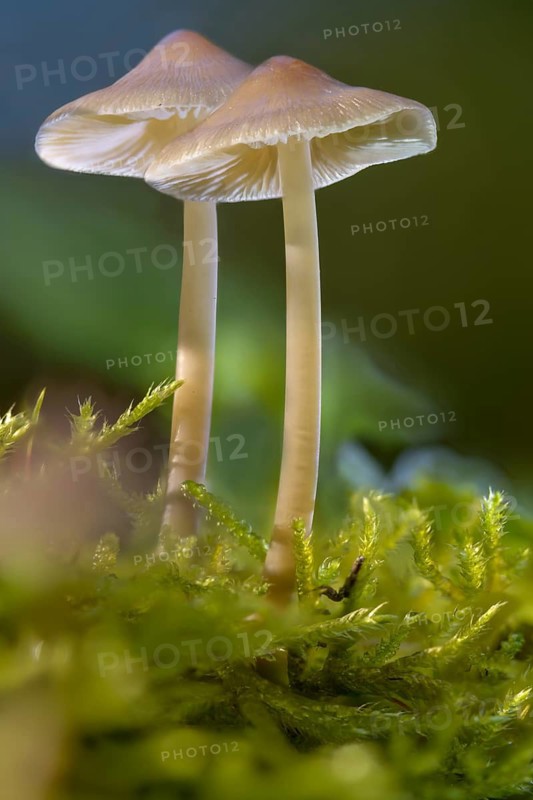 Common bonnet, helmet, mycena galericulata, pink leaf helmet, rosy-gill fairy helmet, toque mycena, fungi, fungus, high size, portrait format, mushrooms
