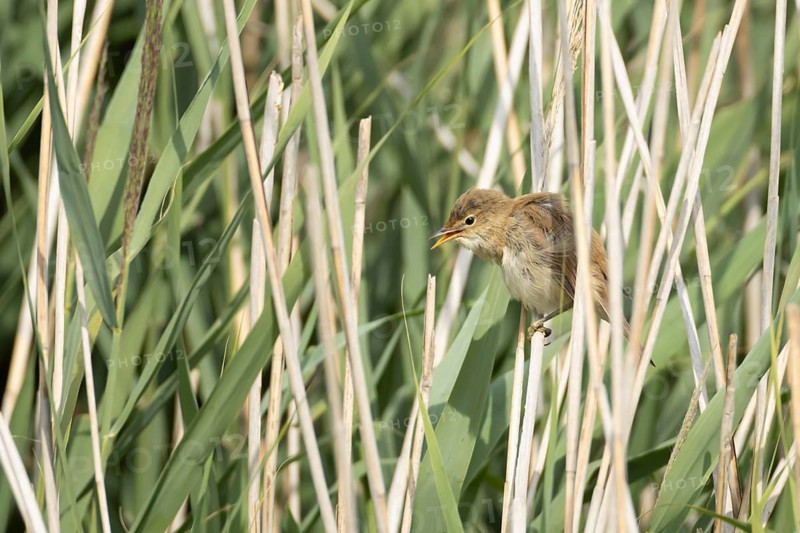 Reed warbler (Acrocephalus scirpaceus) adult bird in a reedbed, England, United Kingdom