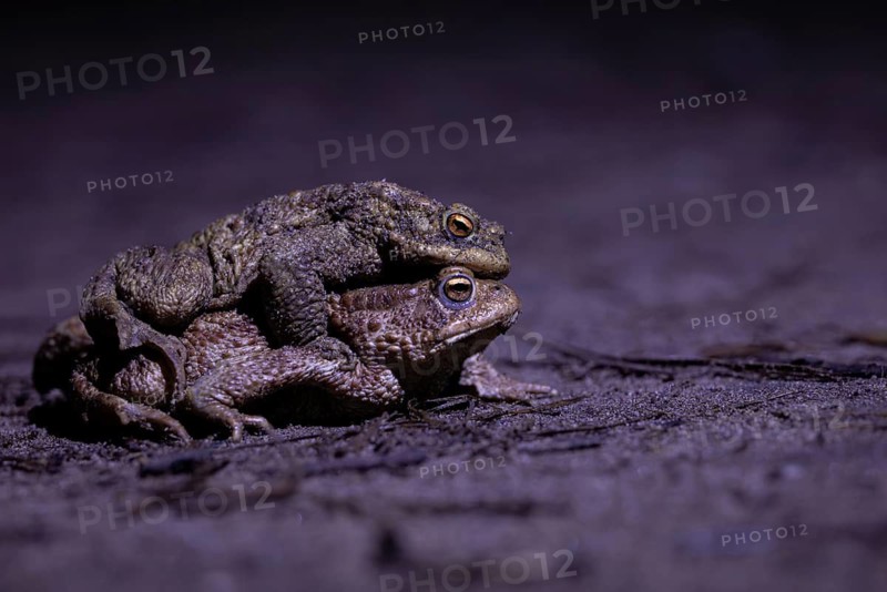 Two toads lying one on top of the other on a dark surface in a natural night-time setting, common toad (Bufo bufo), a pair making their way to their spawning grounds at night, night-time photograph, Hesse, Germany, two toads lying one on top of the other on the ground at night, common toad (Bufo bufo), spawning grounds, close-up, Hesse, Germany