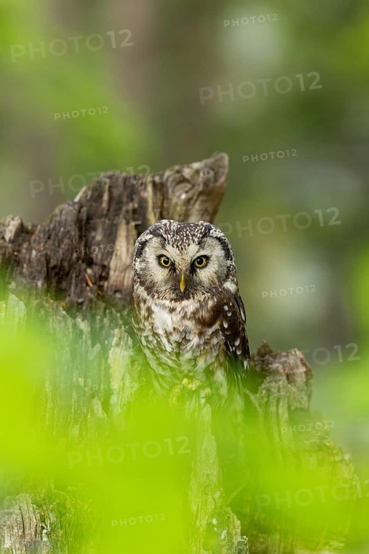 An owl stares intently down from a tree stump in the forest, a Tengmalm's owl (Aegolius funereus), adult, on the lookout, alert, Šumava Forest, Czech Republic