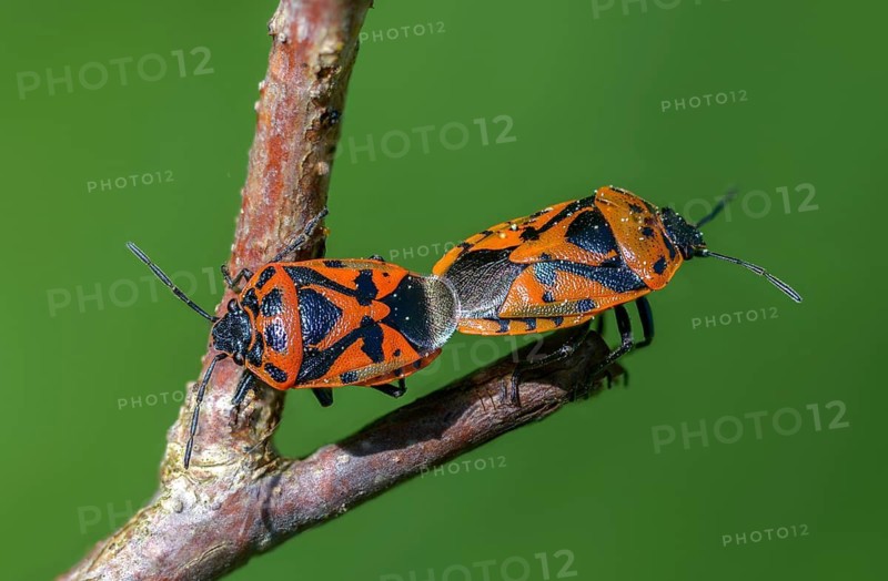Eurydema ornata, Eurydema ornatum, vegetable bug, heteroptera, ornate shieldbug, pentatomidae, red cabbage bug, ornamental bug, black-backed vegetable bug, tree bugs, insects, copula, mating, bedbugs