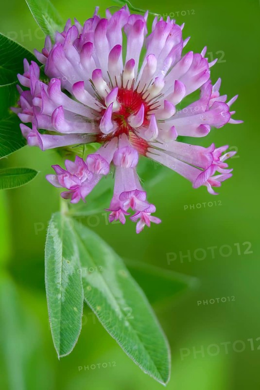 Fabaceae, medium clover, butterflies, trifolium medium, zigzag clover, flora, high size, portrait, clover, plants, zigzag clover
