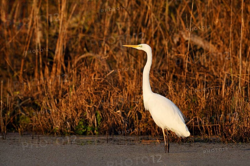 Great White Egret (Ardea alba) in autumn, North Rhine-Westphalia, Germany