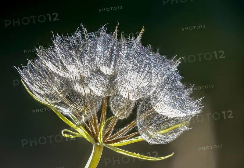 Asteraceae, goat's-beard, daisy, tragopogon pratensis, tragopogon pratensis agg., meadowbeard, flora, plants, plants