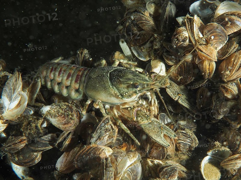 Mud crayfish (Faxonius limosus), American crayfish, invasive species, moving on quagga mussels (Dreissena rostriformis bugensis), invasive species, Wildsau dive site, Berlingen, Lake Constance, Switzerland, Germany American crayfish (Faxonius limosus), an invasive species, on quagga mussels (Dreissena rostriformis bugensis), an invasive species, at the Wildsau dive site, Berlingen, Lake Constance, Switzerland, Germany