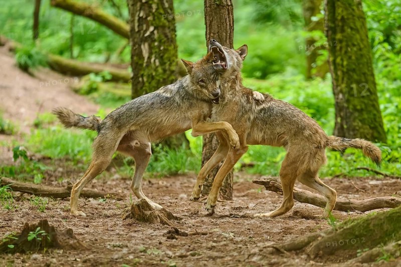 Two wolves are playfully interacting with each other in the forest, wolf (Canis lupus), Germany
