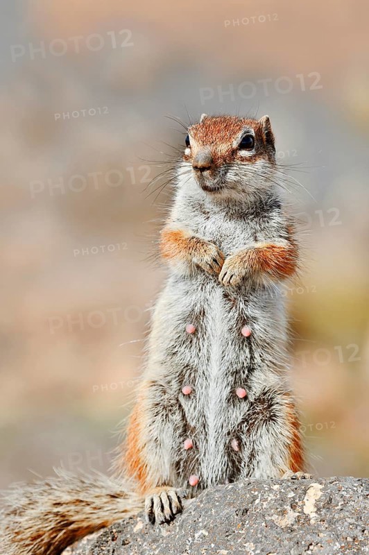 Atlantic ground squirrel or North African bristly squirrel (Atlantoxerus getulus), a female standing upright on a rock, Fuerteventura, Canary Islands, Spain
