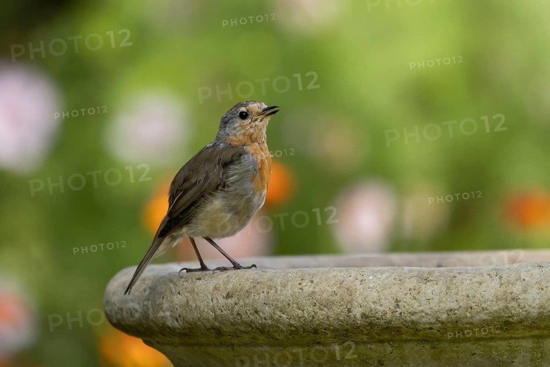 European robin (Erithacus rubecula) adult garden bird on a water bird bath, England, United Kingdom