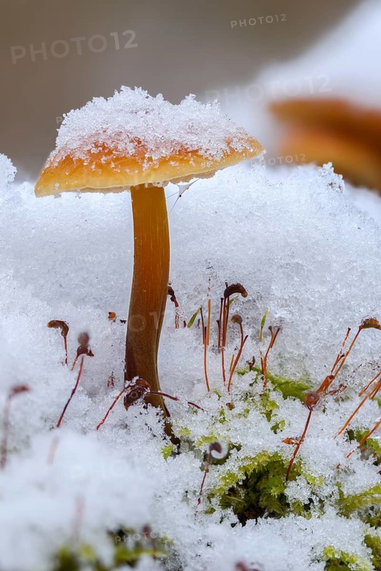 Enoki, Flammulina Velutipes, Common Velvetfoot, Velvetfoot, Winter Mushroom, Ice, Fungus, Futu, High Size, Portrait Format, Ice, Mushrooms, Snow, Seafood Mushrooms, Snow, Velvet Foot, Velvet Stem, Winter, Winter Fungus, Winter Mushrooms