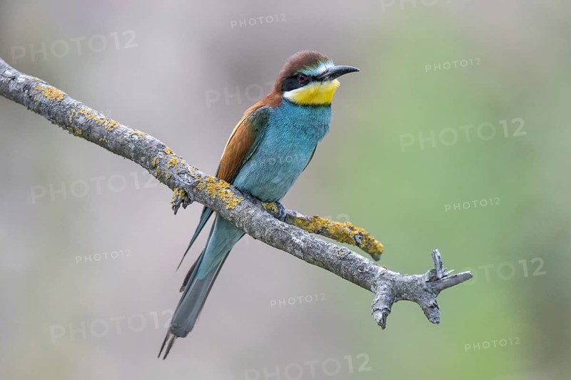 Bee-eater (Merops apiaster), Rhineland-Palatinate, Germany