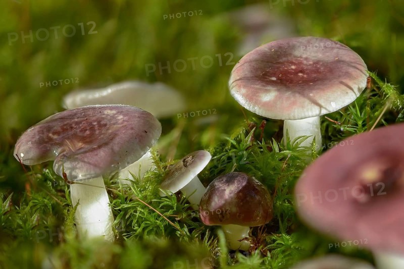 Alder Brittlegill, alder thief, yellowing alder dove, Russula Alnetorum, Russula Pumila, fungi, fungi