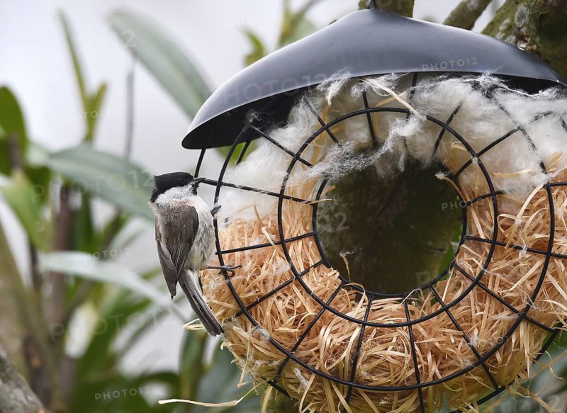 Marsh tit (Poecile palustris) collecting nesting material for nest building, Schleswig-Holstein, Germany