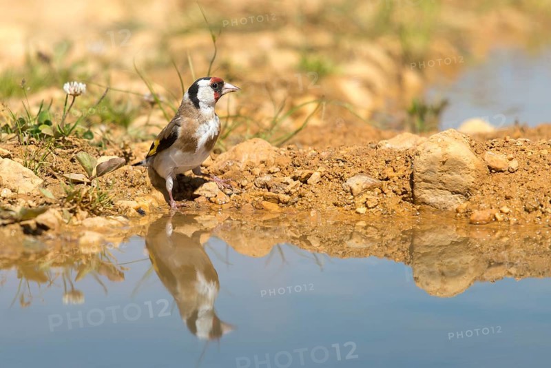 Carduelis Carduelis, Goldfinch, Goldfinch, Goldfinch, Bath, Bird Bath, Birds, Mirror, Passeri, Songbirds, Reflection, Potion, Birdbath, Birds, Watering Place
