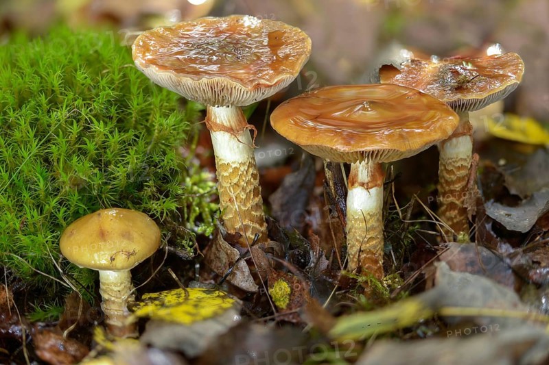 Cortinarius trivialis, girdled webcap, snadstalk, slime foot, fungi, fungus, mushrooms