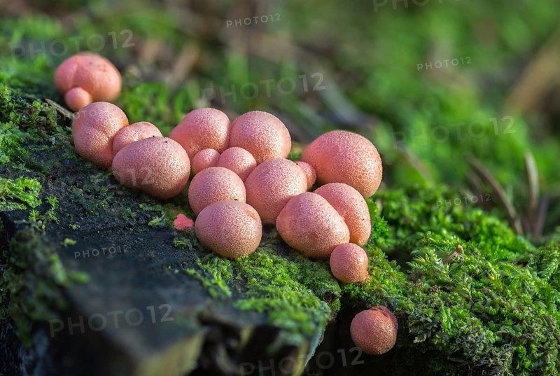 Blood milk fungus, blood fungus, galeperdon epidendron, gröning slime, lycogala epidendrum, lycogala miniatum, lycoperdone epidendrum, lycoperdon sphaericum, milkdust, reticularia miniata, fungi, fungus, Gröning's slime, mushrooms, wolf's milk, milkweed