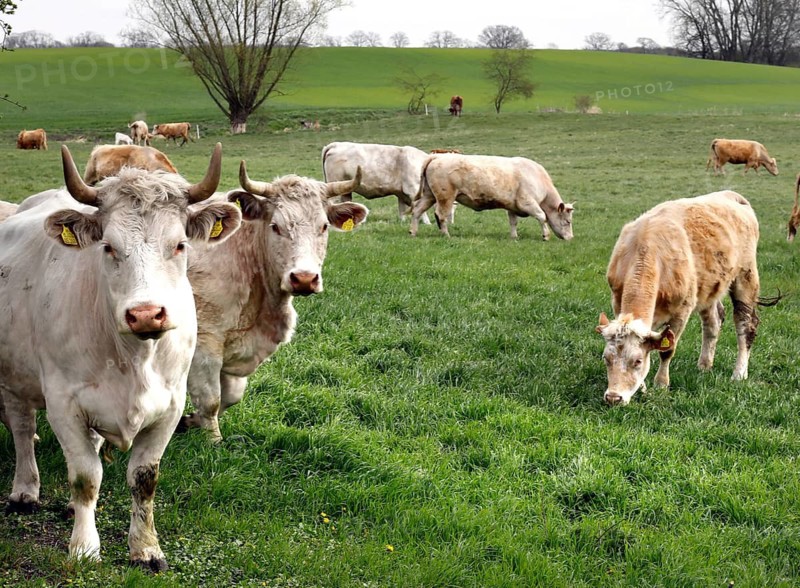 Free-range calves, cattle and cows from the Jahnsfeld organic farm in Brandenburg, they graze the surrounding grassland in spring and summer, they spend the winter in a playpen with an outlet, Müncheberg, Brandenburg, Germany