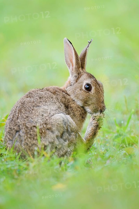 A wild rabbit (Oryctolagus cuniculus) is sitting in a meadow, grooming itself, North Rhine-Westphalia, Germany