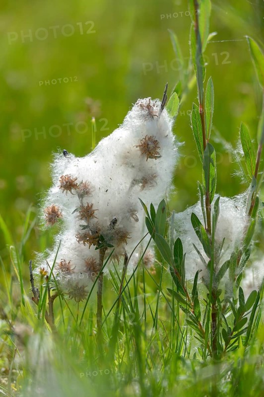 Creeping willow, moor willow, salicaceae, salix repens, willow plants, flora, high size, vertical format, plants, plants