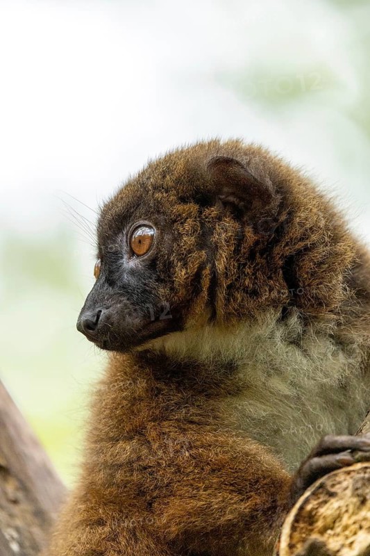 Profile of a brown-furred lemur on a tree branch in its natural habitat, red-bellied lemur (Eulemur rubriventer), adult, sitting in a tree, alert, in captivity, Apenheul, Netherlands