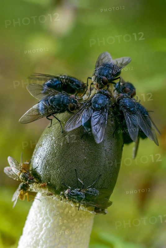 Carrion, acorn sponge, common stink morel, gout morel, corpse fingers, morel truffles, peacock bell, phallus impudicus, satyr, stink morel, devil egg, common stinkhorn, thick nipes, fungi, fungus, high size, portrait format, mushrooms